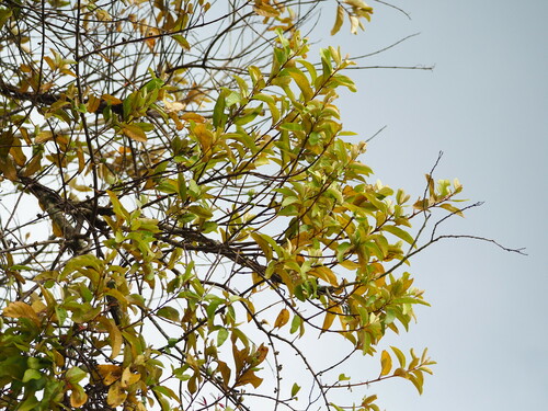 Taxillus liquidambaricola, photograph 3