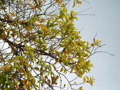 Taxillus liquidambaricola, photograph 葉子, CC0, iNaturalist via GBIF