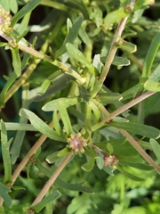 Lepidium apetalum