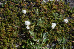 Rhododendron tomentosum
