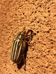 Polyphylla decemlineata