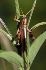 Schistocerca alutacea