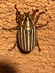 Polyphylla decemlineata