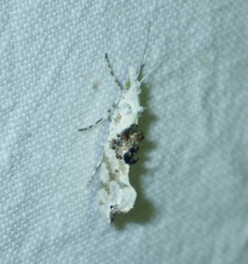 Ypsolopha asperella