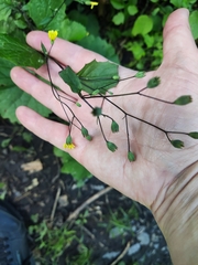 Lapsana communis