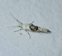 Ypsolopha asperella