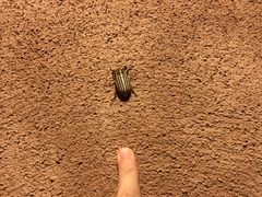 Polyphylla decemlineata