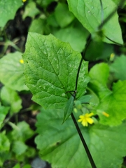Lapsana communis