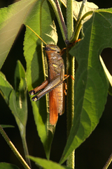 Schistocerca alutacea