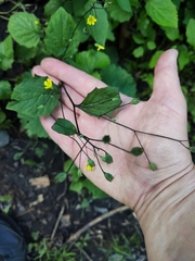 Lapsana communis