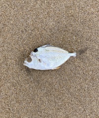 Leiognathidae