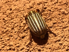 Polyphylla decemlineata