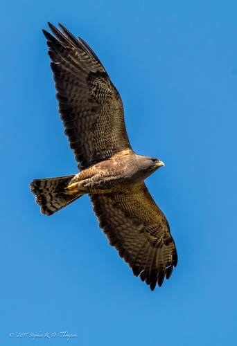 Swainson's Hawk, photo 9 of 10
