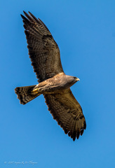 Swainson's Hawk photo 4