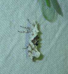 Ypsolopha asperella