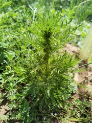 Artemisia hedinii