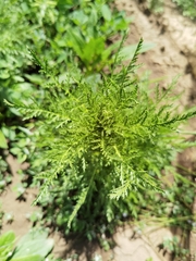 Artemisia hedinii