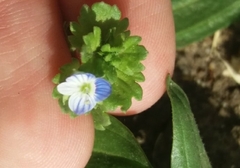 Veronica persica