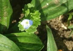 Veronica persica