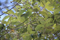 Styrax benzoides