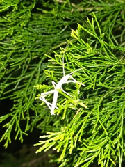 Zaprochilus australis