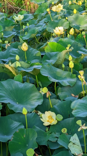 Nelumbo lutea