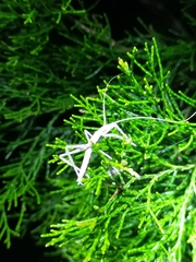 Zaprochilus australis