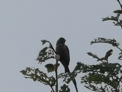 Carpodacus erythrinus grebnitskii