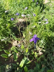 Delphinium caeruleum