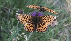 Boloria titania