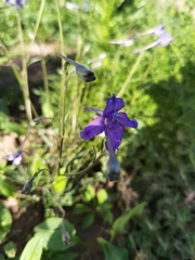 Delphinium caeruleum