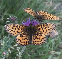 Boloria titania