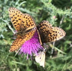 Boloria titania