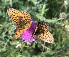 Boloria titania