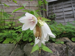 Campanula punctata hondoensis