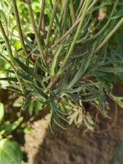 Delphinium caeruleum