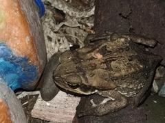 Rhinella horribilis