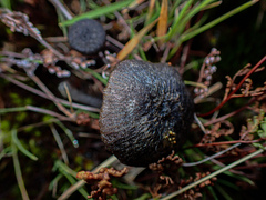 Entoloma percrinitum