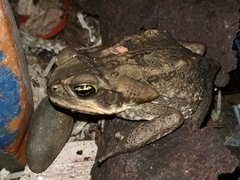 Rhinella horribilis