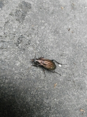 Carabus melancholicus