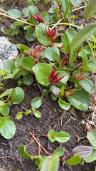 Salix herbacea