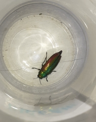 Eurythyrea aurata
