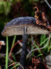 Entoloma percrinitum