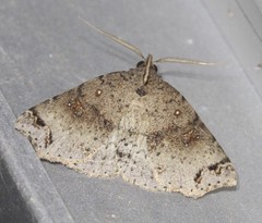 Lithilaria proestans