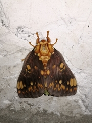 Citheronia bellavista