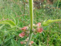 Scrophularia grandiflora