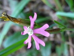Silene scabriflora