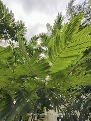 Albizia julibrissin