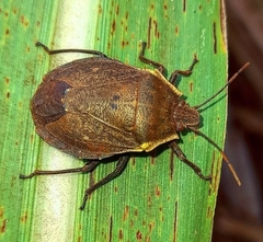 Pentatomidae