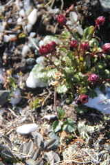 Micranthes hieraciifolia